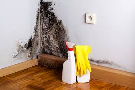 Trusted Atlantis, FL Mold Removal & Remediation Experts